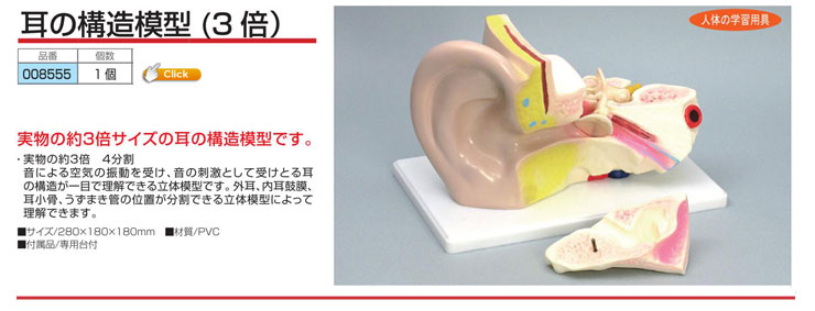 耳の構造模型(3倍）