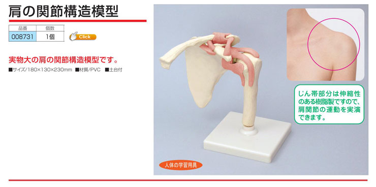 肩の関節構造模型