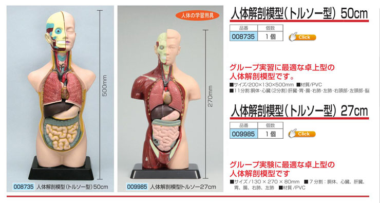 人体解剖模型(トルソー型)