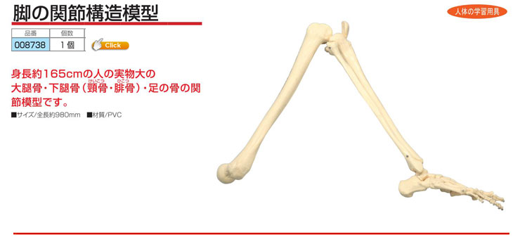 脚の関節構造模型