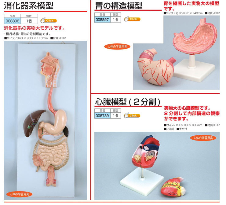 消化器系模型|胃の構造模型|心臓模型(2分割)