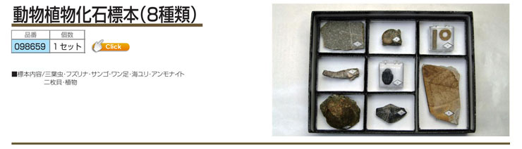 動物植物化石標本