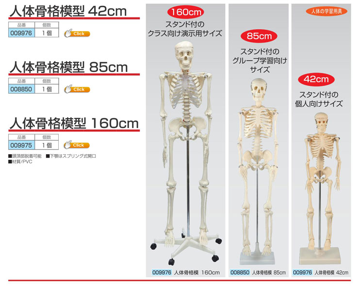 人体骨格模型